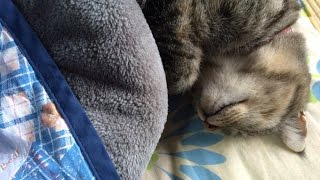 こたつでくつろぐ猫ちゃん達♡「猫はこたつで丸くなるｗ」～Cat relax in the kotatsu.