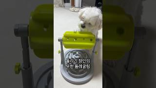 나는 포기를 모르는 여자. #강아지 #말티푸 #반려견 #puppy #shorts