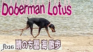 Dobermanドーベルマン 晴のち曇　海に散歩 Insta360 GO