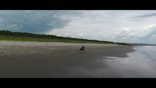 鹿児島県東串良町\u0026大崎町　競走馬の砂浜散歩