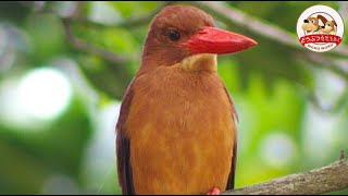 【世界自然遺産登録！！】沖縄の鳥リュウキュウアカショウビンは世にも美しい〇〇で鳴く！【どうぶつ奇想天外／WAKUWAKU】