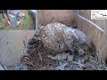 Super Sad: Wild Little Owl Mom Tries to Revive Dead Nestling in the LIVE Little Owl Israel Cam 1