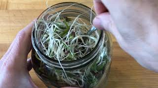 How To Grow Mung Bean Sprouts In A Mason Jar