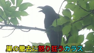 【怒りのカラス】巣を撤去されて怒り狂うハシブトガラス 20180704、野鳥