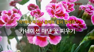 카네이션, 내년에도 꽃피우는 비결 - 딱하나 바꾸니 올해도 꽃이폈어요 #카네이션키우기 #분갈이 #번식#삽목 #노지월동 #꽃대정리 #향카네이션 #매년꽃피우기