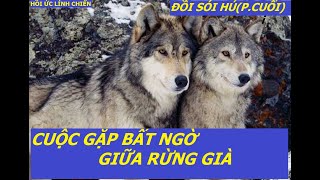 ĐỒI SÓI HÚ(P3) CUỘC GẶP BẤT NGỜ TRONG RỪNG GIÀ / hồi ức lính chiến