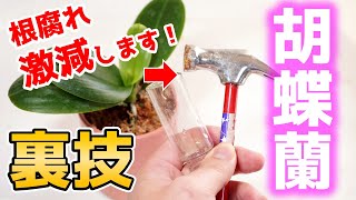 【知らなきゃ損】根腐れ防止！胡蝶蘭の植え替えのコツを公開♪【観葉植物レスキュー】【洋蘭の育て方】