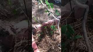 Entada Rheedii 2 week old . 2 vines. Sea Bean Monkey Ladder Entada Gigas Vine