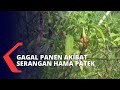 Petani Cabai di Desa Margasari Gagal Panen Akibat Serangan Hama Patek