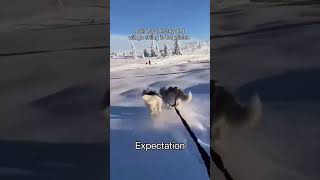 Хаски ожидание и реальность. #втоп #dog #собака