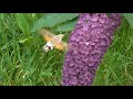 hummingbird hawk moth macroglossum stellatarum