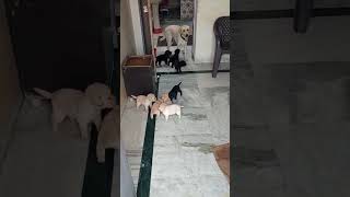 Sabse sundar bachche Cutest 😘❣️😍🥰❤️ #funny #trendingvideo #trendingshorts #doglover #labradorlovers