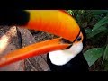 [World Theme Travel] Argentina, a God-made Natural Masterpiece Part 1.Iguazu Falls...