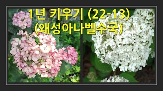 1년 키우기 22-13 (왜성아나벨수국) This is how the Hydrangea(Bella ragazza) change over the course of a year.