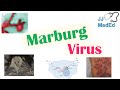 Marburg Virus: Origins, Transmission, Pathophysiology, Symptoms