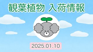 【観葉植物 入荷情報】2025.01.10