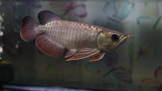 ทองมาเลย์ทรงสวยเป็นแบบนี้เอง  P\u0026P Arowana เชียงใหม่ ขายปลามังกร