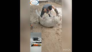 Sheep Shearing with Beiyuan E-shear Mace