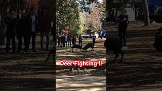 Nara Deer Park! Rare sighting of Deers’ Fight! #japan #naradeer #wildlife #travel