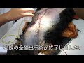 【手術動画】犬の乳がんの手術