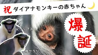 【福岡市動物園】ダイアナモンキーの赤ちゃんが生まれました！