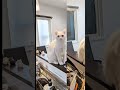 こんなに小さかったのに…　 shorts short 猫