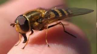 Hoverfly walking on my finger