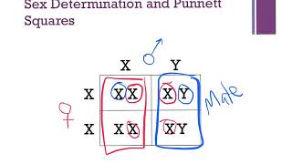 U8 L5 SexChromosomes