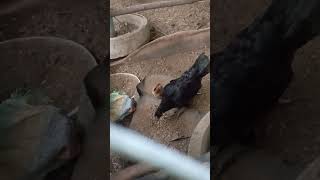 មេខ្មៅញាស់ហើយបានកូនបី #rooster #ayam #animals