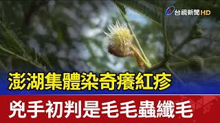 澎湖集體染奇癢紅疹 兇手初判是毛毛蟲纖毛