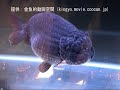 黒ランチュウ（black ranchu） 第27回日本観賞魚フェア 岩澤 昭博氏持魚