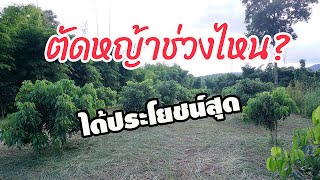 ตัดหญ้าช่วงไหนตัดอย่างไร? ให้ได้ประโยชน์สุด