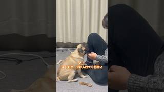 最高潮に眠いのに自分からケージに入られへんパグが可愛すぎるw w w #shorts #shortvideo #pug #パグ #dog #犬