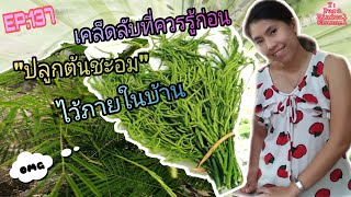 เคล็ดลับที่ควรรู้ก่อนปลูกต้นชะอมไว้ภายในบ้าน​ byครัวMinimal​ EP​:137#ชะอม​ #cooking​ #Thailand​