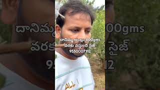 Blight, విల్ట్ లేని అంట్లు 800gms కాయల సైజ్ #9550007112 #bhuvichowdary #అంట్లు #pomegranateplant