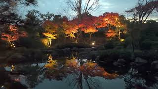 2022.11.26 大磯 城山公園🍂🍁紅葉ﾗｲﾄｱｯﾌﾟ③