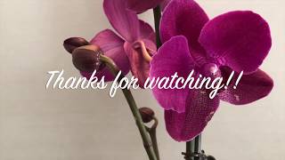 Ferncrafts: This week with Orchids - Mar 23, 2019