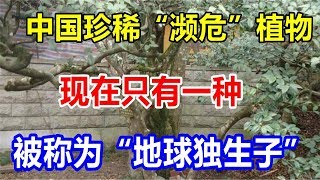 中国珍稀“濒危”植物，现在只有一种，被称为“地球独生子”