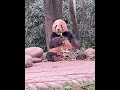 大熊猫贝贝刚炸完矿回来吃饭。煤矿工人不容易.panda beibei just finish dig coal mine back home for eat panda 大熊猫 animals