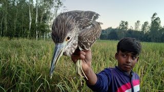 Catch The Night Stork By Making Trap, (Part–2)