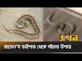 রাসেল'স ভাইপার কামড়ালে যা যা করবেন | Russell Viper Bangladesh | Snake Video | Public Awareness