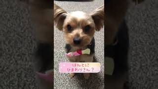 #shorts トリミングしてきたよ♡ ヨーキー×チワワのMIX犬ひまわりさん♡