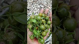 വീട്ടു മുറ്റത്തെ lemon vine