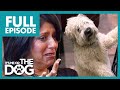 Owner Finds Out Dog is SERIOUSLY ILL💔| Full Episode | It's Me or The Dog