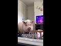 Что не так с мини пигами 🐷 минипиг shorts