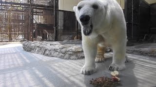 【しろくまピース】りんごパワーで元気プール遊び♪とべ動物園