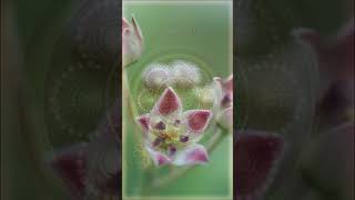 Sacred Geometry: Part 1 - Unlocking the Mysteries of the Universe