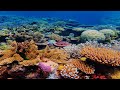 Great Barrier Reef in danger as global mass coral bleaching event declared