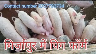 Pig Farm in Mirzapur How to run Pig Farm? Pig Farm in Mirzapur Pig Farm in Mirzapur