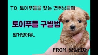 업자가 말하는 토이푸들 분양받는 법 / 토이푸들 구별법의 진실